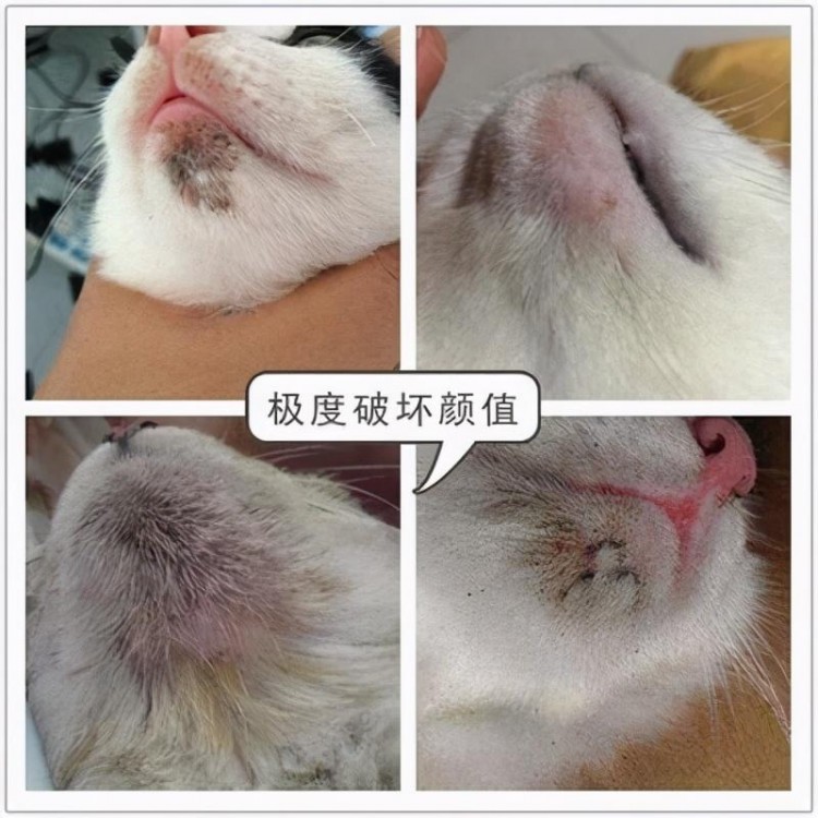 猫黑下巴怎么清理