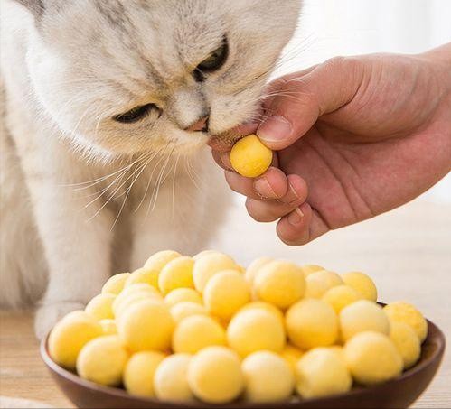 除了给猫咪吃猫粮再喂这几种食物更加营养健康