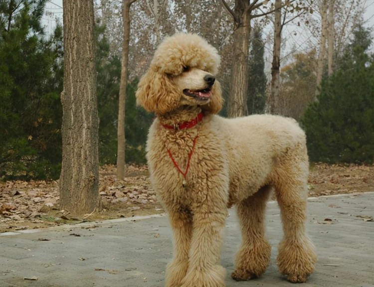 巨型贵宾犬毛色越来越淡怎么办