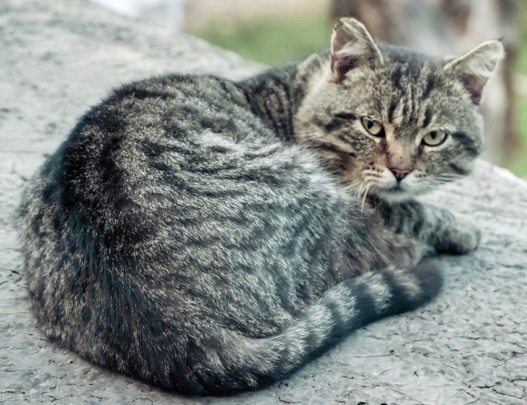 一只猫咪开始「变老」的六大迹象