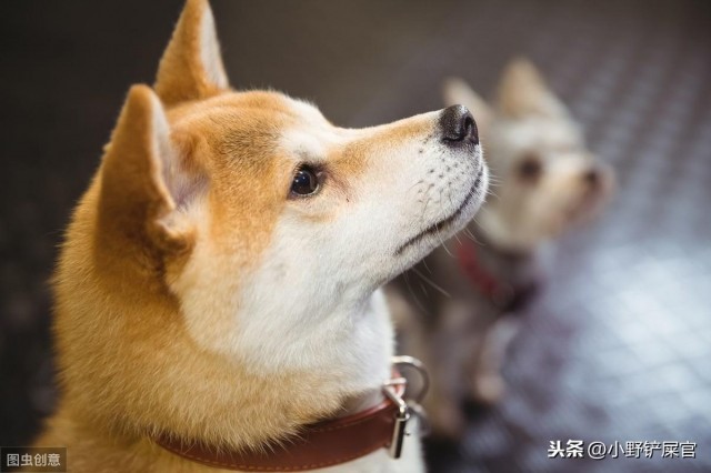 养宠心理学：铲屎官的喜怒哀乐会影响毛孩子的一生