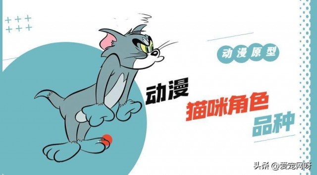 动漫中的猫原型是什么品种的猫？