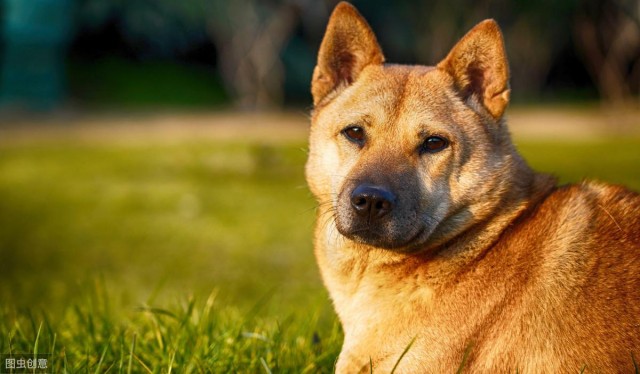 中华田园犬优点有很多甚至比宠物狗还要好但还是少人养