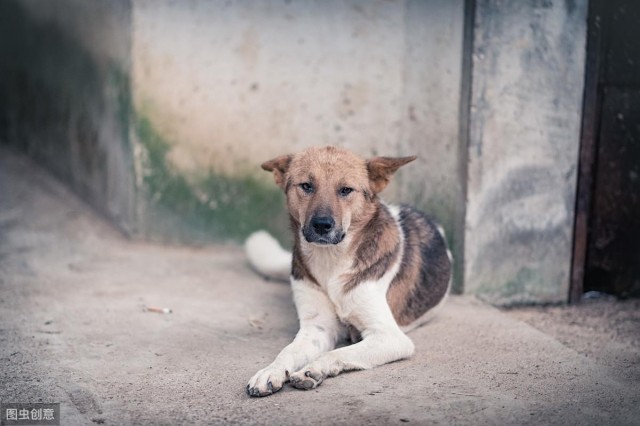 中华田园犬优点有很多甚至比宠物狗还要好但还是少人养