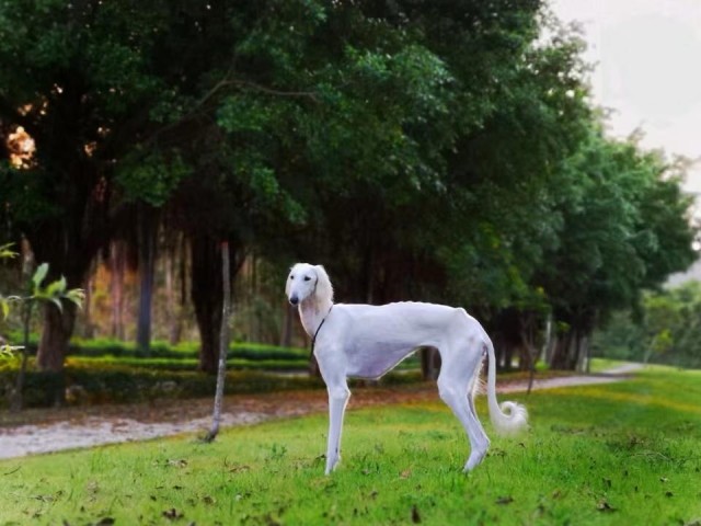 中国不止只有中华田园犬还有这5种狗个个都很优秀