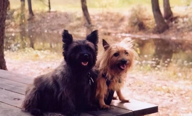 平常基本见不到的犬种之——斯开岛梗犬！