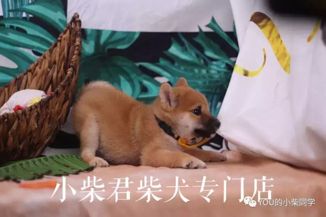 养柴犬到底好不好