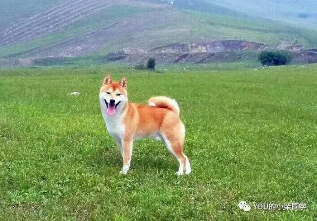 千万要知道的饮食雷区别让你家的柴犬吃坏了