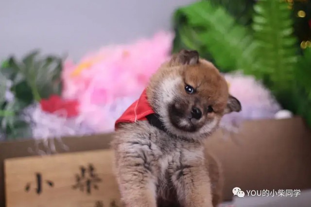 怎样选择质量好的柴犬？有什么小技巧？