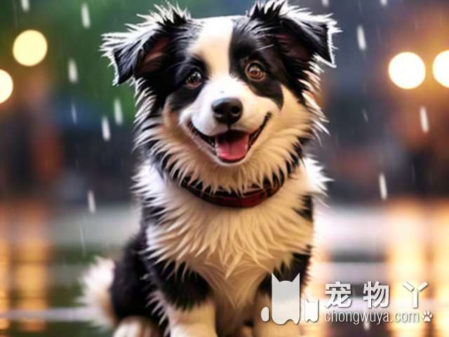 养护斗牛犬指南